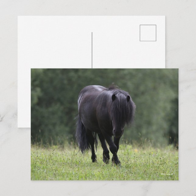 Black Shetland Pony Stallion Walking Vykort (Fram/baksida)