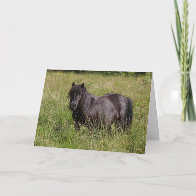 Black Shetland Stallion Standing In Grass Kort (Framsida)