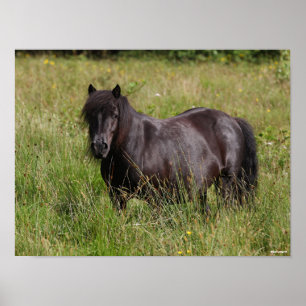 Black Shetland Stallion Stänger in Grass Poster