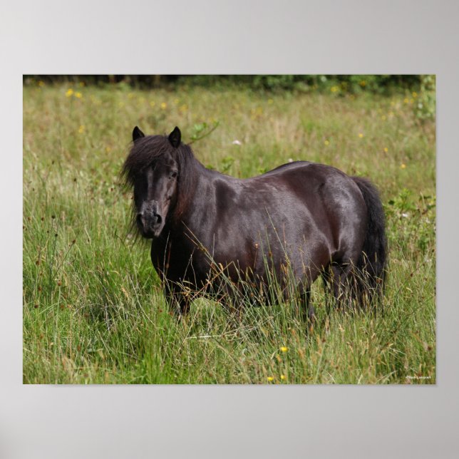 Black Shetland Stallion Stänger in Grass Poster (Framsidan)