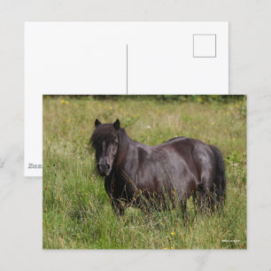 Black Shetland Stallion Stänger in Grass Vykort