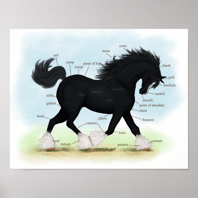 Black Shire Draft Horse Equine Anatomy Poster (Framsidan)