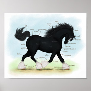 Black Shire Horse Educational Anatomical Chart Poster