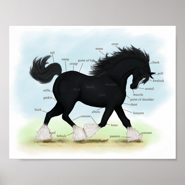 Black Shire Horse Educational Anatomical Chart Poster (Framsidan)