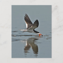 Black Skimmer Photo Vykort