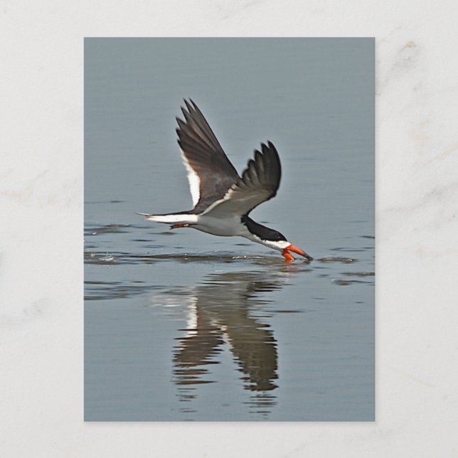 Black Skimmer Photo Vykort (Framsida)