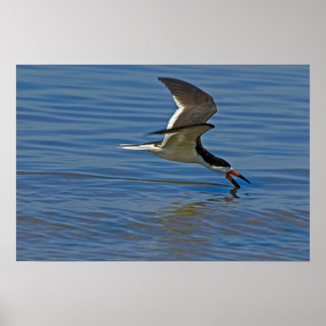 Black Skimmer Poster (Framsidan)