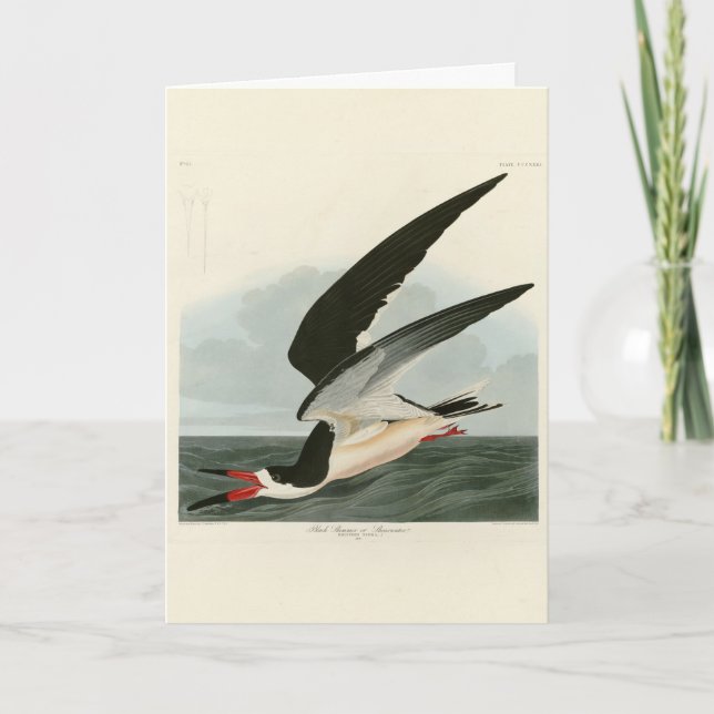 Black Skimmer, Shearwater Audubon Birds of America Kort (Framsida)