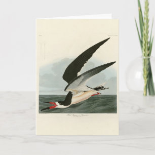 Black Skimmer, Shearwater Audubon Birds of America Kort