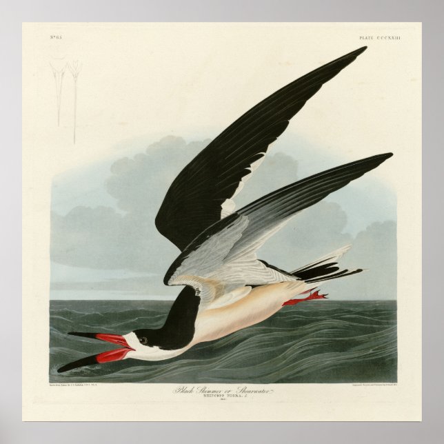 Black Skimmer, Shearwater Audubon Birds of America Poster (Framsidan)