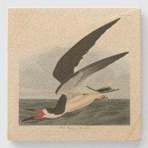 Black Skimmer, Shearwater Audubon Birds of America Stenunderlägg