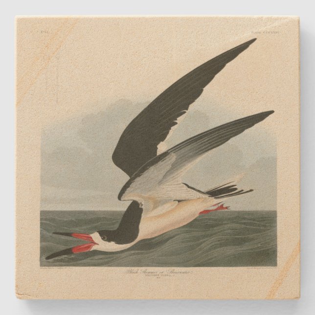 Black Skimmer, Shearwater Audubon Birds of America Stenunderlägg (Framsidan)
