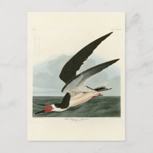 Black Skimmer, Shearwater Audubon Birds of America Vykort