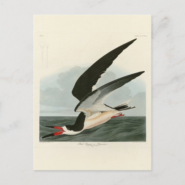 Black Skimmer, Shearwater Audubon Birds of America Vykort (Framsida)