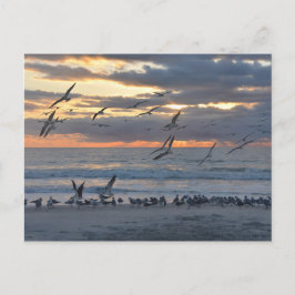 Black Skimmers landning på en Florida Beach Vykort