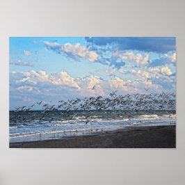 Black Skimmers take off on Cape Canaveral Beach Poster