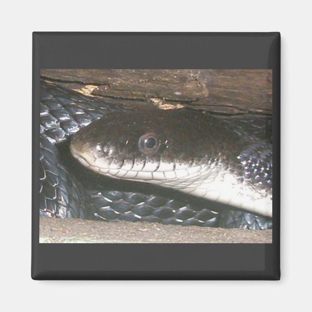 Black Snake Magnet (Framsidan)