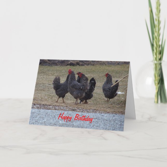 Black Speckled Chickens, födelsedag Kort (Framsida)