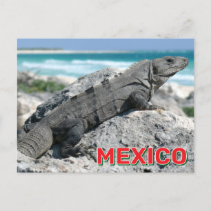 Black Spiny Tails Iguana i Mexiko Vykort