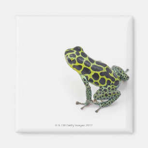 Black Spoted Grönt Poison Dart Frog Magnet