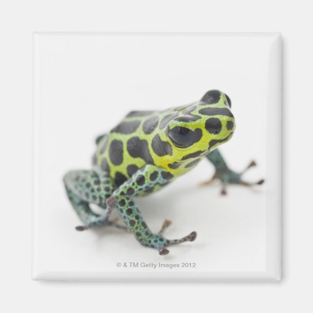 Black Spoted Grönt Poison Dart Frog Magnet (Framsidan)