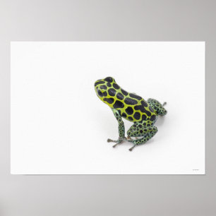 Black Spoted Grönt Poison Dart Frog Poster