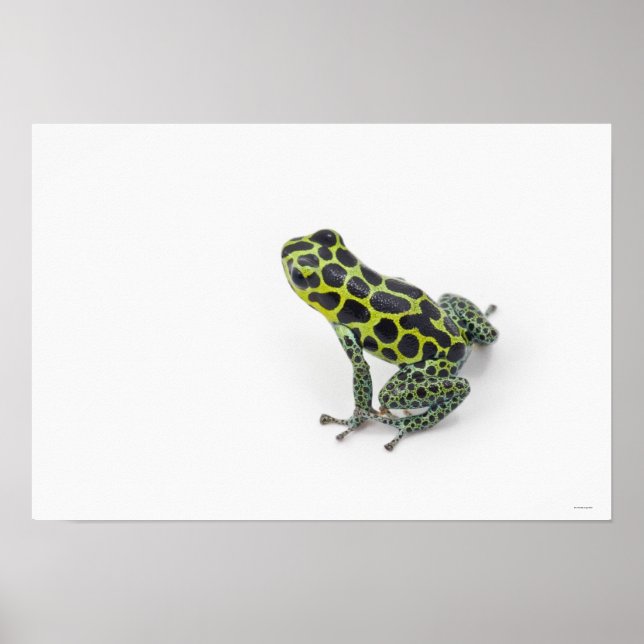Black Spoted Grönt Poison Dart Frog Poster (Framsidan)