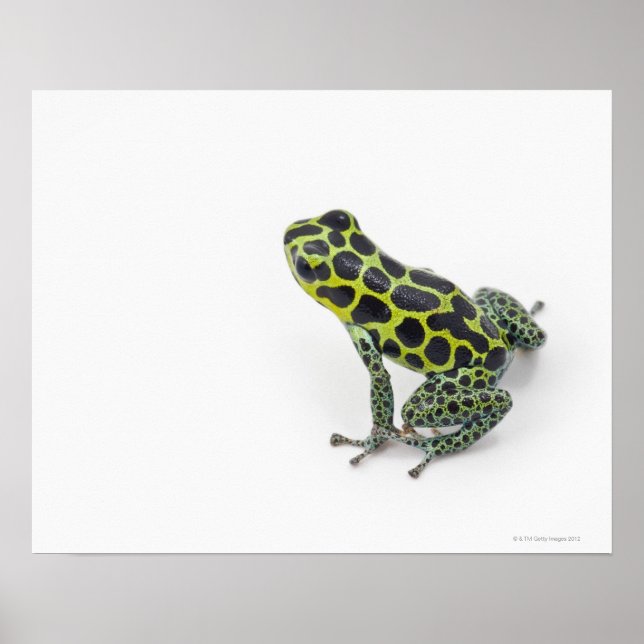 Black Spoted Grönt Poison Dart Frog Poster (Framsidan)