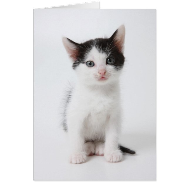Black Spoted Kitten Hälsningskort (Framsidan)