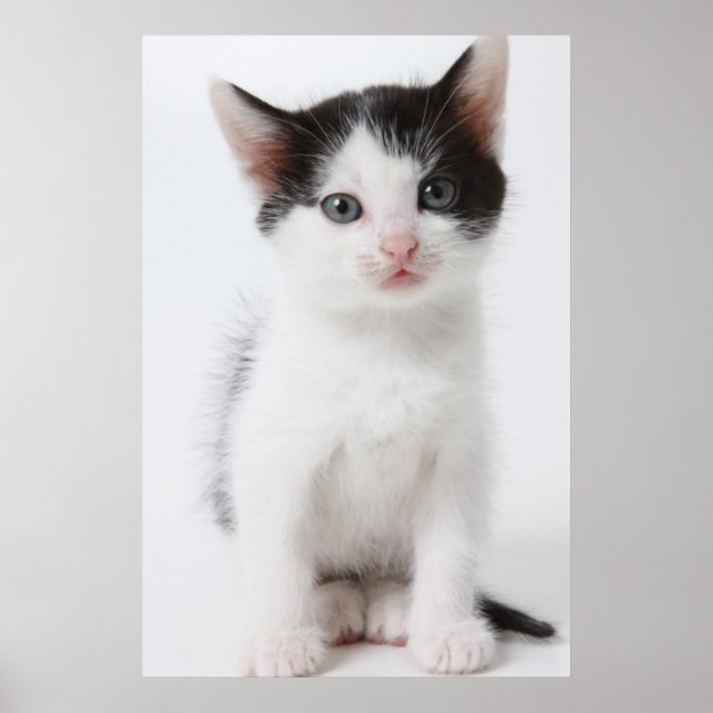 Black Spoted Kitten Poster (Framsidan)