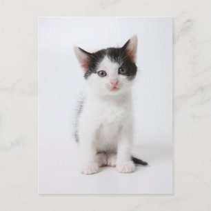 Black Spoted Kitten Vykort