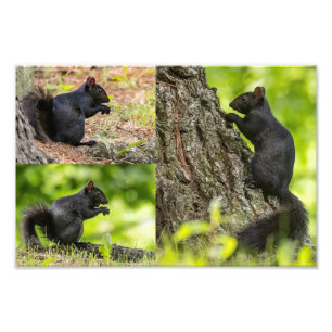 Black Squirrel Collage Fototryck