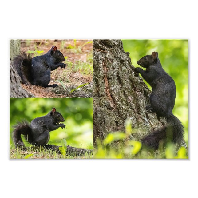 Black Squirrel Collage Fototryck (Framsidan)