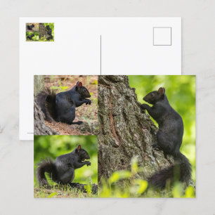 Black Squirrel Collage Vykort