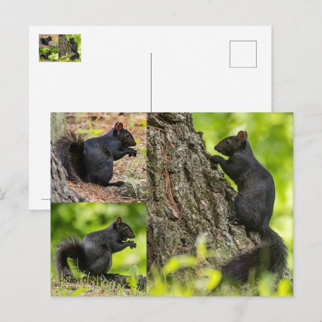 Black Squirrel Collage Vykort (Fram/baksida)