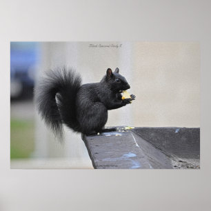 Black Squirrel Eating Apple Wildlife Photo Print Poster
