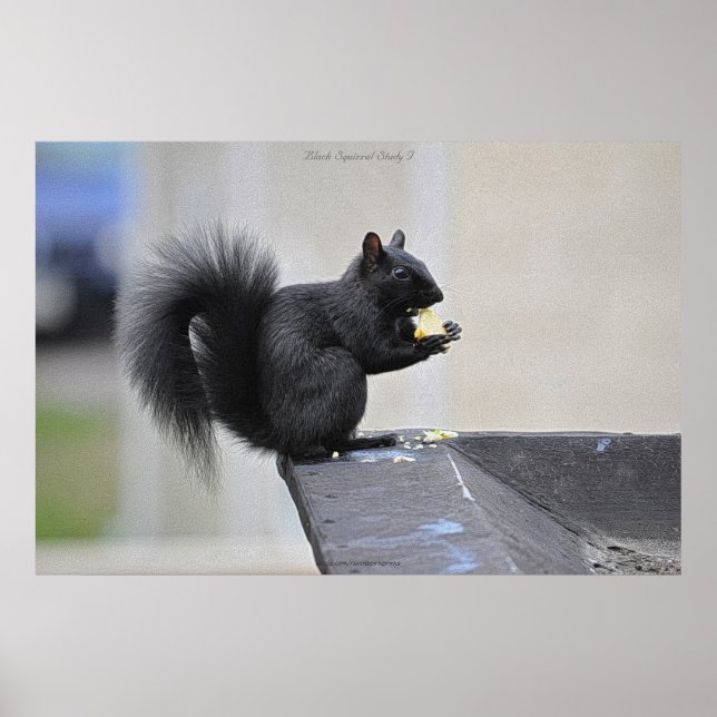 Black Squirrel Eating Apple Wildlife Photo Print Poster (Framsidan)