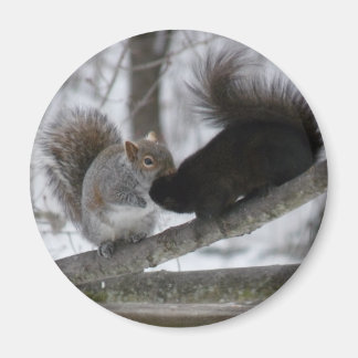 Black Squirrel Magnet
