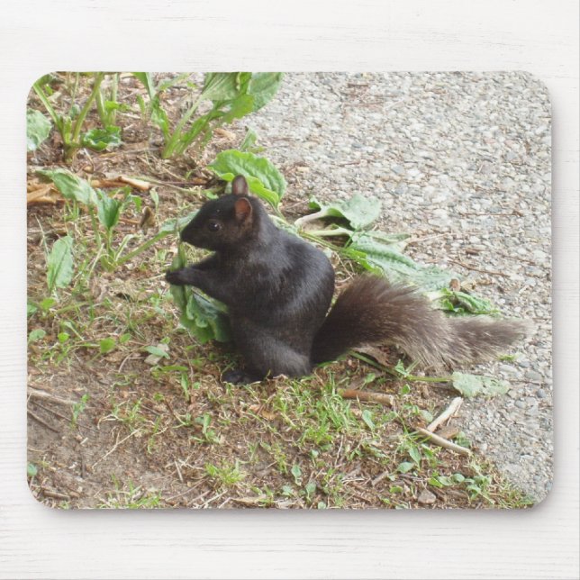 Black Squirrel Musmatta (Framsidan)