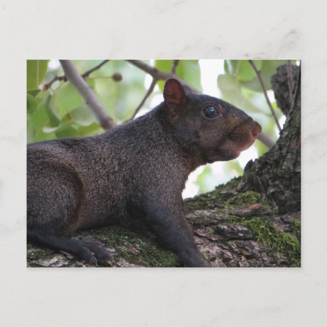 Black Squirrel Vykort (Framsida)