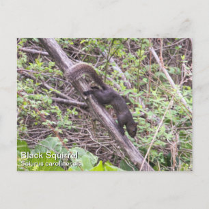 Black Squirrel Vykort