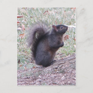 Black Squirrel Vykort