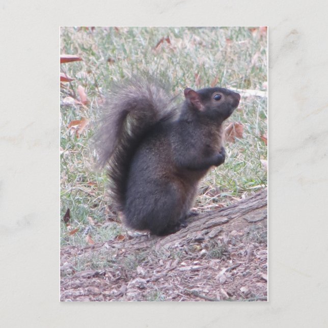 Black Squirrel Vykort (Framsida)