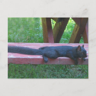 Black Squirrel Vykort