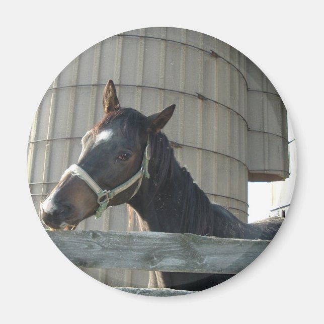 Black Stallion Beauty Magnet (Framsidan)
