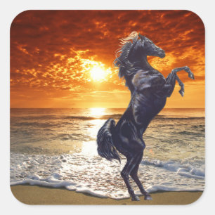 Black Stallion Fyrkantigt Klistermärke