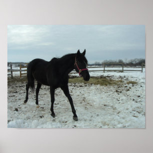 Black Stallion Horse Poster