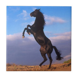 Black Stallion Kakelplatta