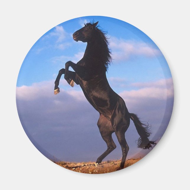 Black Stallion Magnet (Framsidan)