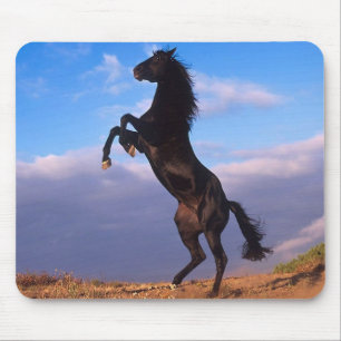 Black Stallion Musmatta